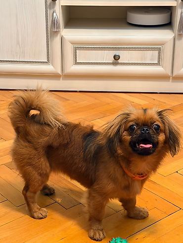 İtlər: Pekines, 5 ay, Dişi, Peyvəndli, Ünvandan götürmə — 4