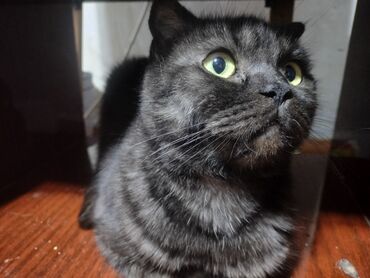 Продажа кошек: Ангорская, 10 месяцев, Девочка, Белый, Приучена к лотку — 10