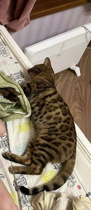 сиамская кошка: ВЯЗКА!!! Бенгальский кот (окрас: розетки/пятна тёплым золотистый) - — 2