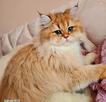 Pişiklər: Britan — 9