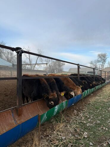 Коровы, быки: Продаю | Бык (самец) | Полукровка, Голштин, Алатауская | На откорм — 8