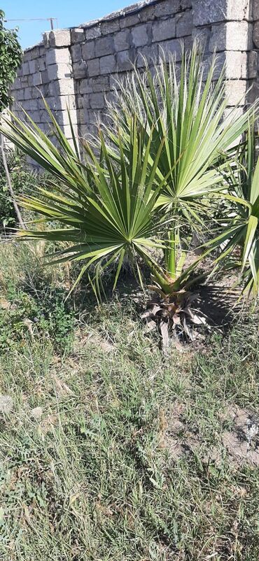 Həyət evləri və villaların satışı: Dübəndi 3 otaqlı, 110 kv. m, Kredit yoxdur, Orta təmir -da lalafo.az — 13 Həyət evləri və villaların satışı: Dübəndi 3 otaqlı, 110 kv. m, Kredit yoxdur, Orta təmir — 13