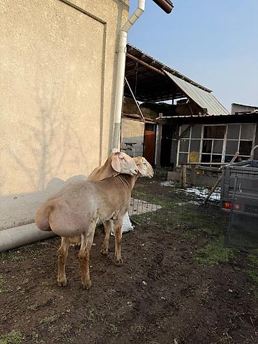 Баран, овца: Продаю | Баран (самец) | Арашан | Для разведения — 5