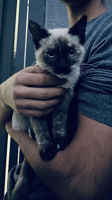 сиамский кот цена: Котёнок с сиамским окраском (колор‑пойнт) - Окрас: светлый корпус с — 3