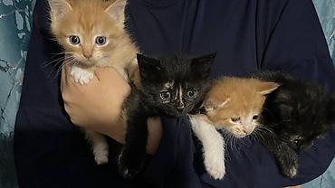каракол котята: Срочно ищу добрые руки для котят!! 🐱🤍 отдам в хорошие, заботливые — 1
