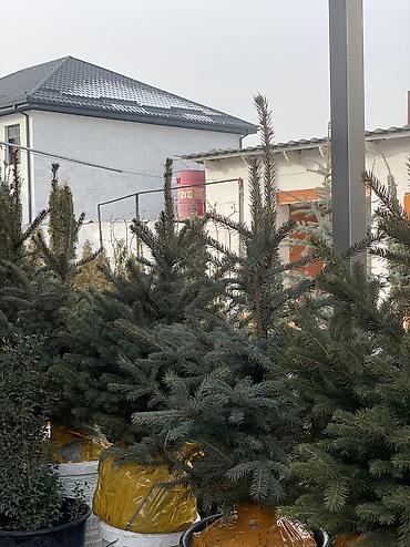 горка форма: Ель голубая в контейнере/земляном коме. - Хвоя плотная — 3