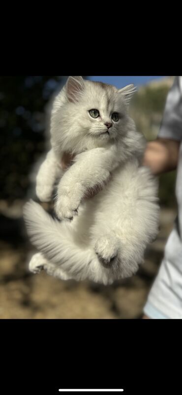 Продажа кошек: Скотиш Фолд (Шотландская вислоухая), 2 месяца, Девочка at lalafo.kg — 9 Продажа кошек: Скотиш Фолд (Шотландская вислоухая), 2 месяца, Девочка — 9