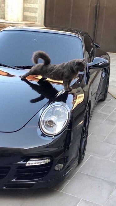 porsche 911: Автомобиль Porsche черного цвета с обтекаемым кузовом. Имеет