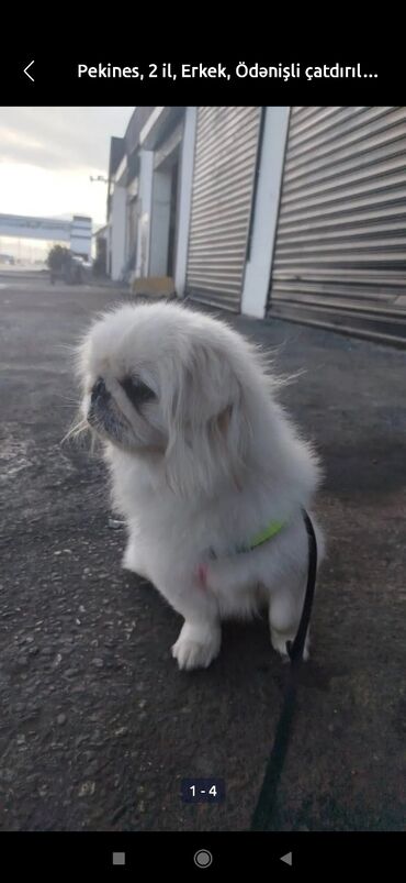 İtlər: Pekines, 10 il, Erkek, Peyvəndli, Pulsuz çatdırılma