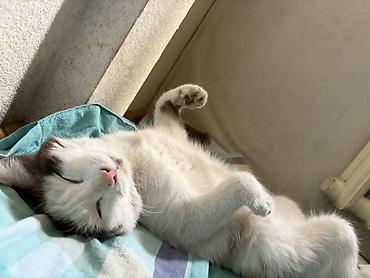 кошка рэгдолл: Кошка даром: Беспородная, 7 месяцев, Девочка, Приучена к лотку — 6
