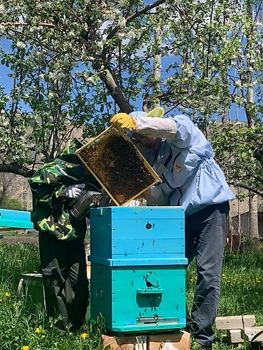 Мёд: 🍯 Натуральный мёд от пасечника Продаю мёд с собственной пасеки — 2