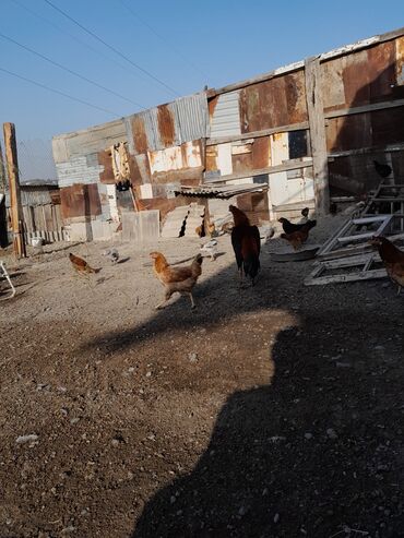 Xoruzlar: Məhsul: Xoruz (yerli döyüş/əsilzadı tipli) Təsvir: - Uzun bədənli — 11