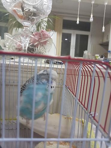 tutuquşu novləri: Məhsul: Dalmatin naxışlı, mavi-ağ rəngli dalğalı tutuquşu (budgerigar) — 5