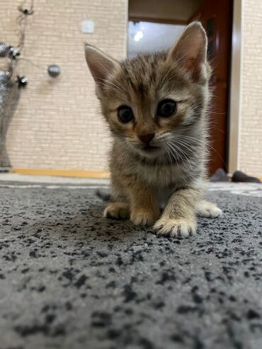 кошки куплю: Котята отдам даром