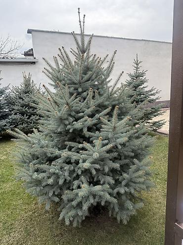 Ель: Продаю Ели голубые от 2-4 метров, колоновидные туи 4 метровые: густые — 42