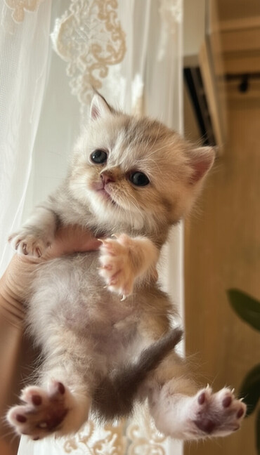 Pişiklər: Şotland yastı qulaq, Dişi, Yaxşı əllərə, Ünvandan götürmə — 1