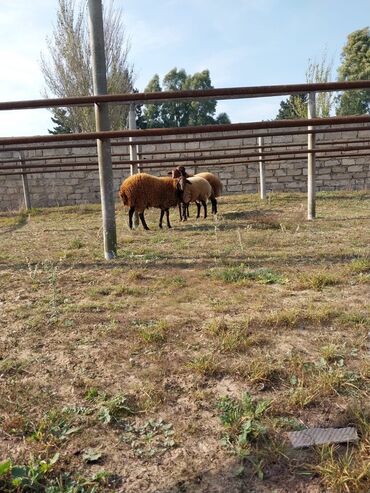 Qoyunlar, qoçlar: Qoyunların üçüdə erkəydi ikisi 35 kilodan çox çəki verir biri isə 40 -da lalafo.az — 8 Qoyunlar, qoçlar: Qoyunların üçüdə erkəydi ikisi 35 kilodan çox çəki verir biri isə 40 — 8