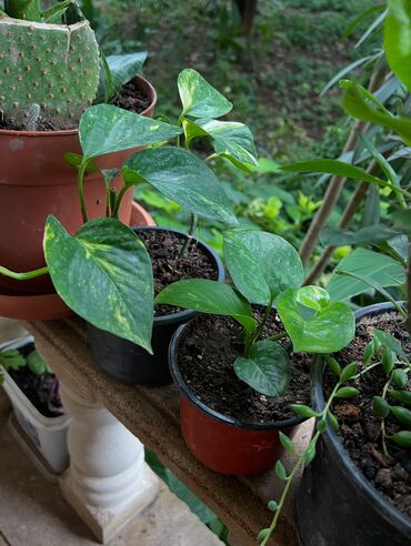 Otaq bitkiləri: Her nov guler var endirimnen verecem Gencedi istiyen yazsin satiş -da lalafo.az — 11 Otaq bitkiləri: Her nov guler var endirimnen verecem Gencedi istiyen yazsin satiş — 11