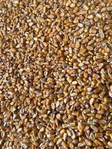 Корма для с/х животных: Продаю кукурузу тянь шань 16 сом(зерно ) 5-8 т есть в качанах 14сом