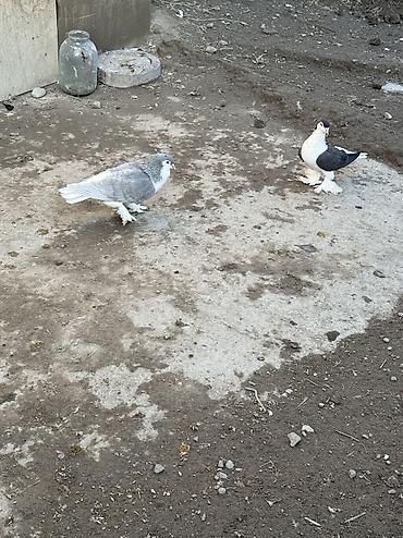 sezar qusu: Cut delfinler satilir ciddi alıcılar yazsın — 3