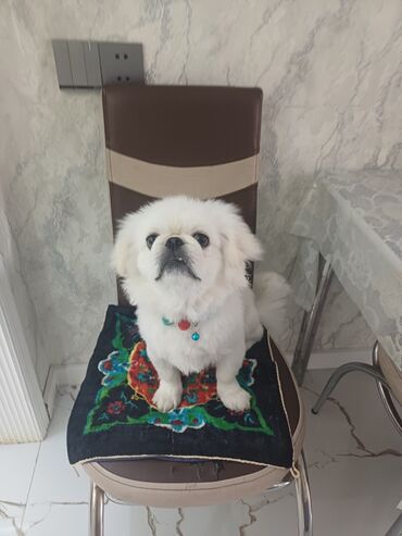 it afçarka: Pekines, 8 ay, Erkek, Peyvəndli, Ünvandan götürmə