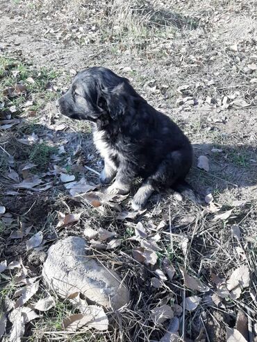 аргентийский дог: Собака даром: Дворняжка, 2 месяца, Самка