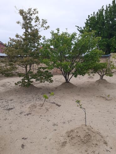 Həyət evləri və villaların satışı: 3 otaqlı, 90 kv. m, Orta təmir — 4