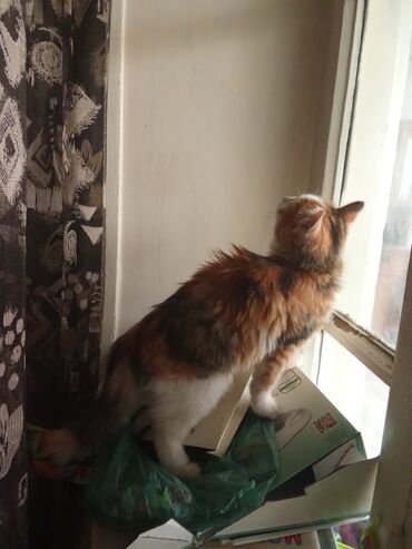 Pişiklər: Şotland uzun tüklü, Yaxşı əllərə, Ünvandan götürmə, Pulsuz çatdırılma, Ödənişli çatdırılma — 11