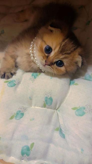 Pişiklər: Şotland — 14