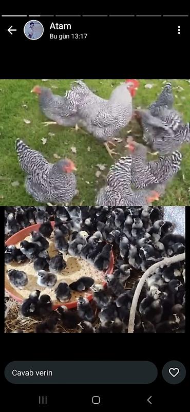 ordek yumurtası satışı: Toyuq cücələri, Damazlıq, Ünvandan götürmə, Ödənişli çatdırılma — 4