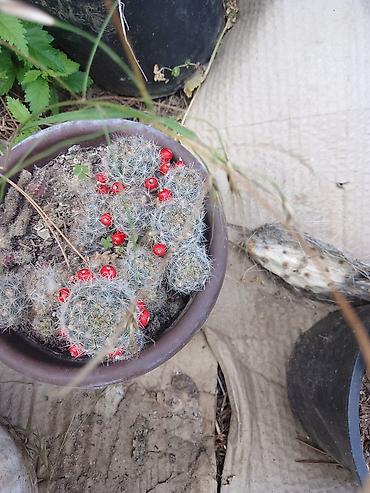 kalatea slike: Kolekcija kaktusa – više vrsta u saksijama - Opuntia (indijska — 4