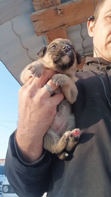 взять собаку бесплатно: Собака даром: Дворняжка, 1 месяц, Самка