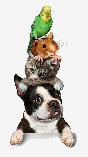 Резюме: 🐾 Присмотрю и погуляю с вашим питомцем! Нужно уйти по делам, учебе — 2