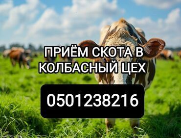 купит собаку: Сатып алам | Уйлар, букалар, Жылкылар, аттар, Башка а/ч жаныбарлары | Союуга, этке, Бордоп семиртүү үчүн, Союлган