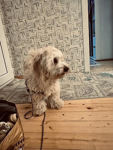 İtlər: Erkek, Ünvandan götürmə — 1