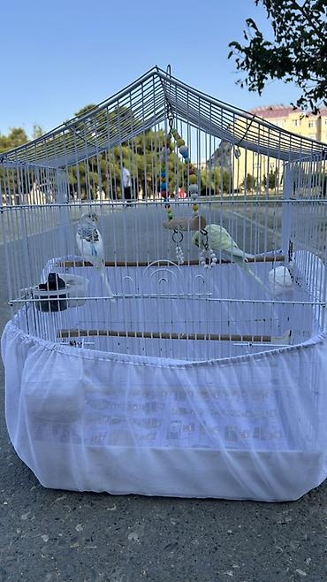 heyvan paltarı: Məhsul: Cüt dalğıç tutuquşu (buda cinsinin kiçik dalğıç/budgerigar — 1