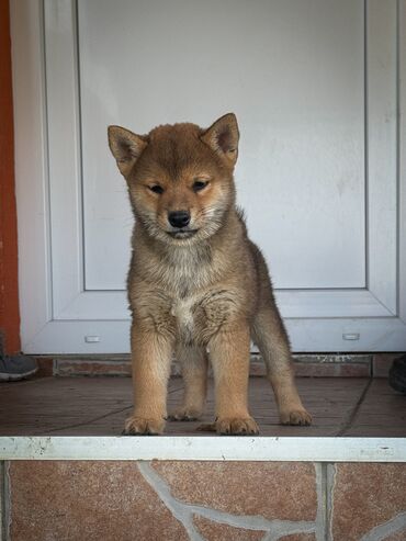 Psi: Odgajivacnica Kingdom of Gradac predstavlja novo leglo shiba inu