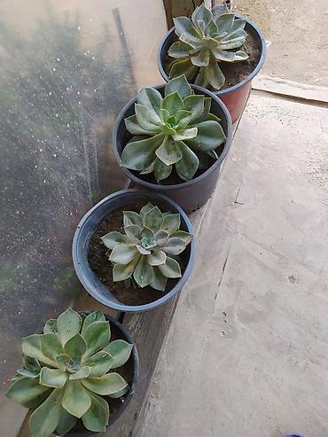 baki gence: Sukul­lent Echeveria (gül rozeti forması) – qablı dekorativ bitkilər — 1