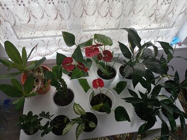 розмарин в горшке купить: Комнатный гулдор женский счастье, мужская счастье, доллар, Аглонема