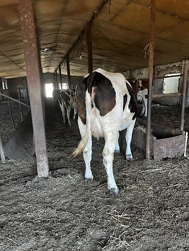 kanada sortu hinduska: Süni cinsli, qara-ağ alacalı inək satılır. Ferma şəraitində — 2