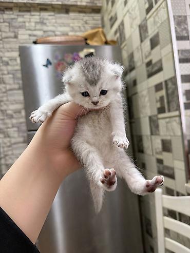 Кошки: Məhsul: Ev heyvanları – balaca it və pişik balaları Təsvir: - — 3