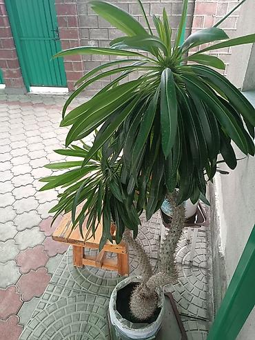 Бөлмө өсүмдүктөрү: Пахиподиум ламера (Madagascar Palm) в горшке - Экзотическое — 1