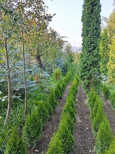 Декор и интерьер: 🌿 Жашыл көрктүү көчөттөр сатылат! 🌿 ✅ Туя Смарагд – бийиктиги 80 — 4