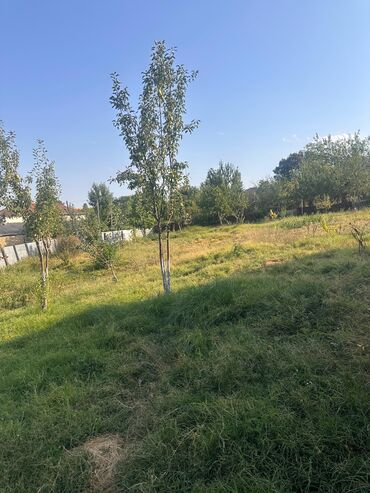 Kirayə torpaq sahələri: 5 sot, Tikinti, Mülkiyyətçi, Kupça (Çıxarış)