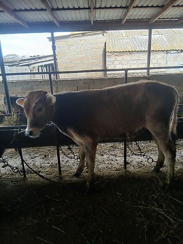 Dana, buzov: 3 erkək 2 dişi dana — 16