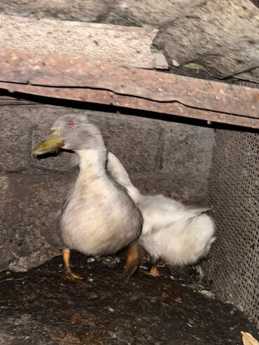 продаю в связи с переездом: Срочно продам утка