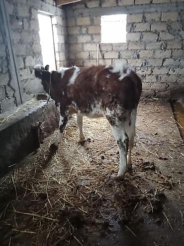 Dana, buzov: Dana, buzov, Erkək, ay: 8, Ətlik — 8