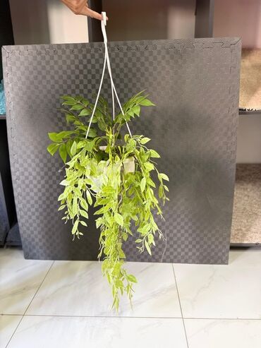 Otaq bitkiləri: Asma saksıda dekorativ yaşıl bitki - Ağ rəngli asma plastik saksı -da lalafo.az — 22 Otaq bitkiləri: Asma saksıda dekorativ yaşıl bitki - Ağ rəngli asma plastik saksı — 22