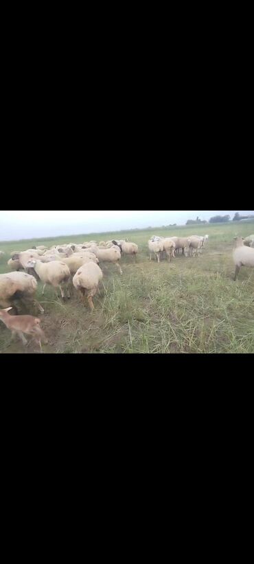 Qoyunlar, qoçlar: Dişi, il: 1, 50 kq, Damazlıq, Ünvandan götürmə — 10