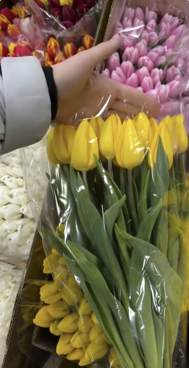 Цветы и букеты: Тюльпаны Оптом 🌼️ Хочешь покорить сердца миллионами улыбок? Начни с — 9